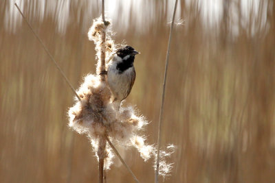 Common Reed Bunting