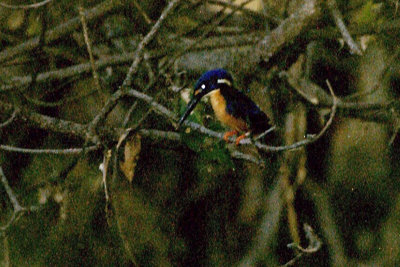 Azure Kingfisher