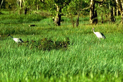 Brolga