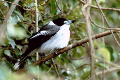 Grey Butcherbird