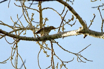 Olive-backed Oriole