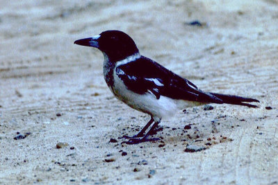 Pied Butcherbird