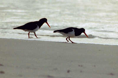 Pied Oystercatcher