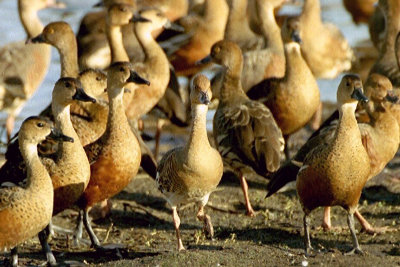 Plumed Whistling Duck