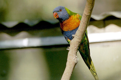 Rainbow Lorikeet