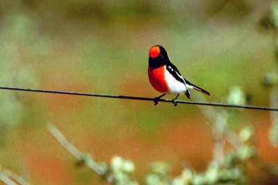 Red-capped Robin