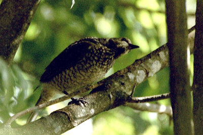 Regent Bowerbird