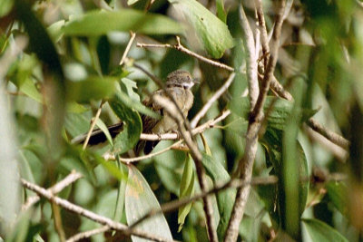 Rufous Fantail