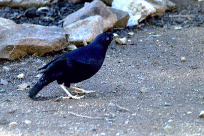 Satin Bowerbird