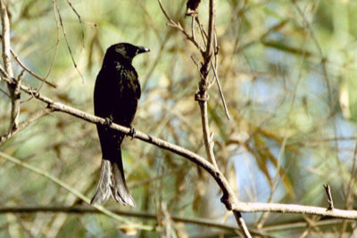 Spangled Drongo