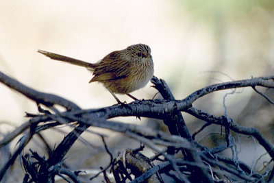 Western Grasswren