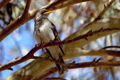 Yellow-throated Miner