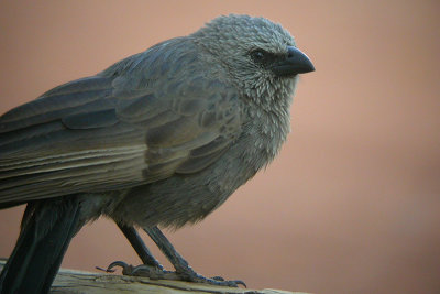 Apostlebird