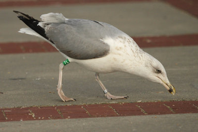 Bird rings / bands