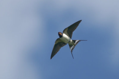 Barn Swallow