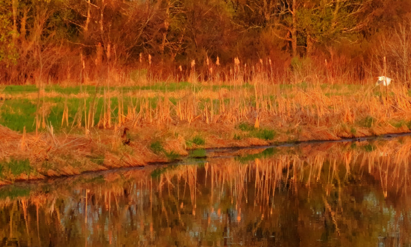 Female Mallard Duck With Her Young - Great Egret