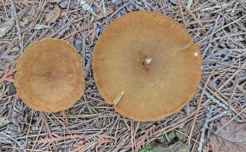 Forest Floor