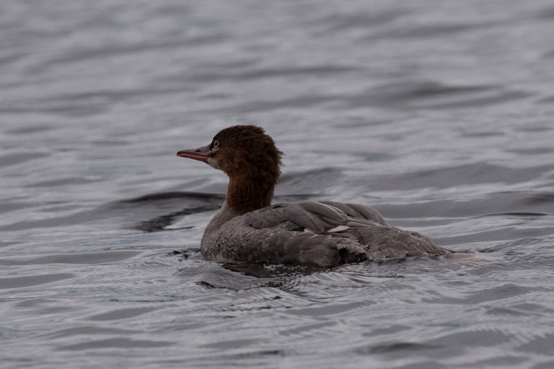 Common Merganser 