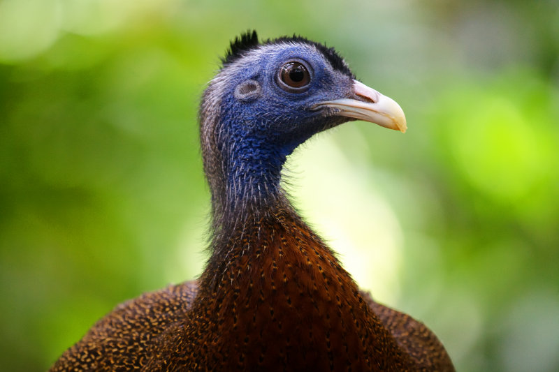 Malay Great Argus Pheasant