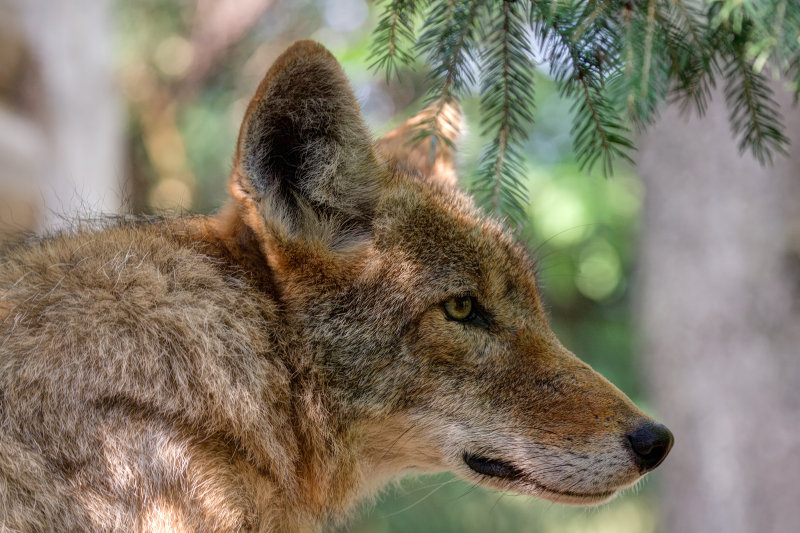 Coyote