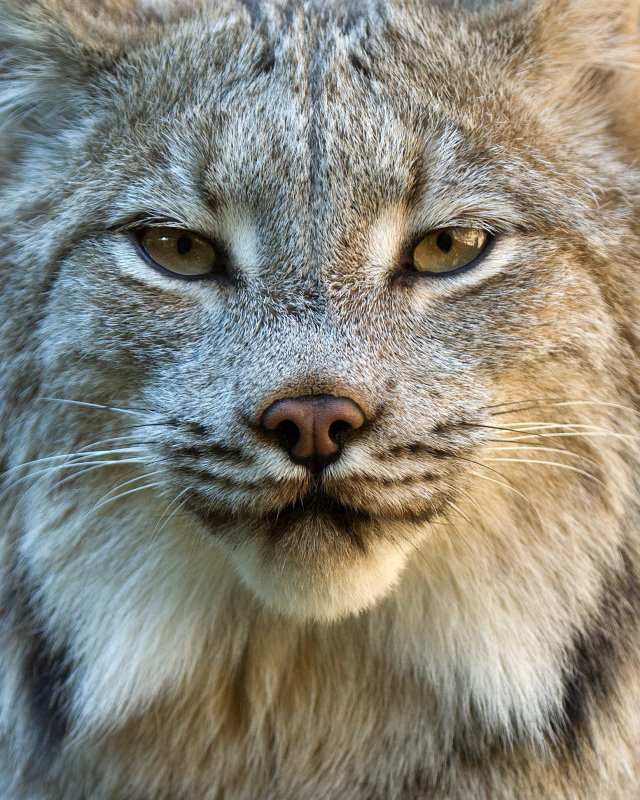 Lynx