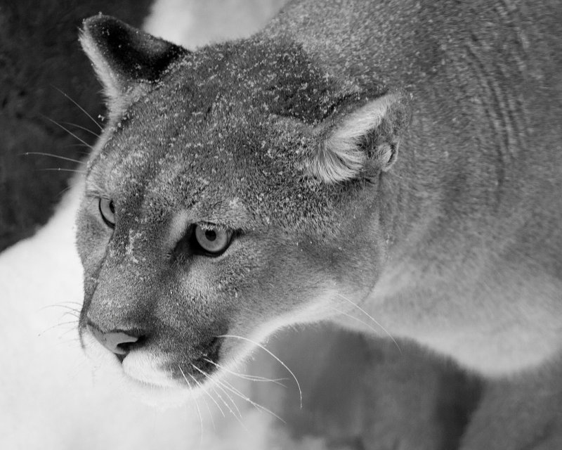 Puma