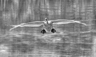 Trumpeter Swan