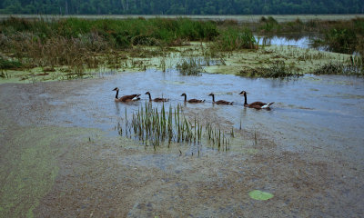 Canadian Geese