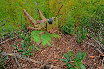 Meadow Grasshopper