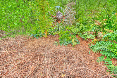 Orb-Weaver Spider