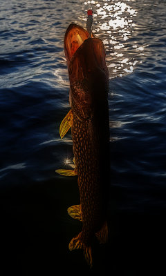  Catch and Release Northern Pike