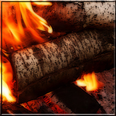 Birch Wood Campfire