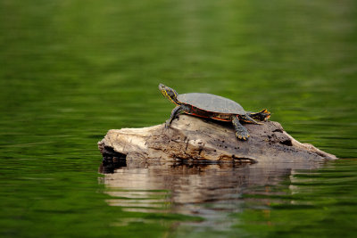 Painted turtle basking on a deadhead log.