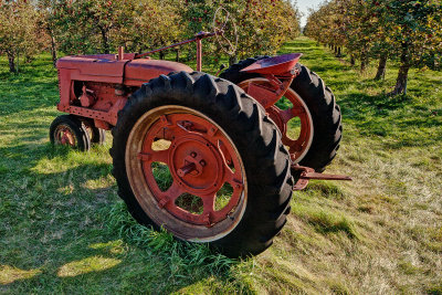 Emma Krumbee's Apple Orchard