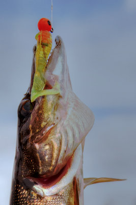 Small Northern Pike Catch and Release