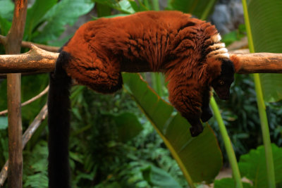 Red-Ruffed Lemur