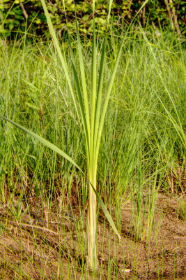 Reeds 