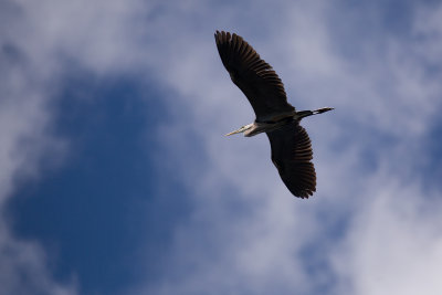 Great Blue Heron