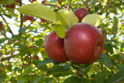 Emma Krumbee's Apple Orchard