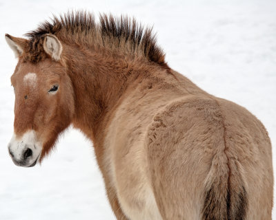 Asian Wild Horse