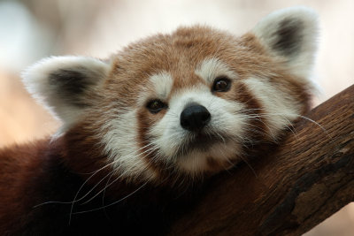 Minnesota Zoo 2016