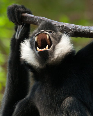  White-cheeked Gibbon