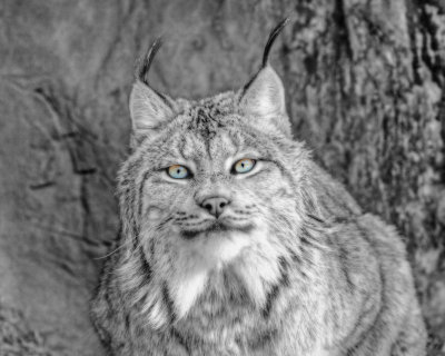 Lynx