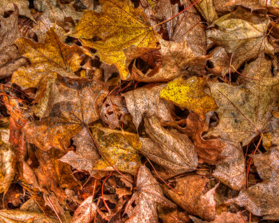Minnesota Autumn