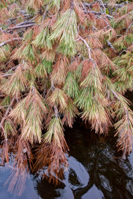 Red Pine/Norway Pine