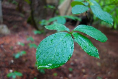 Rain drops 