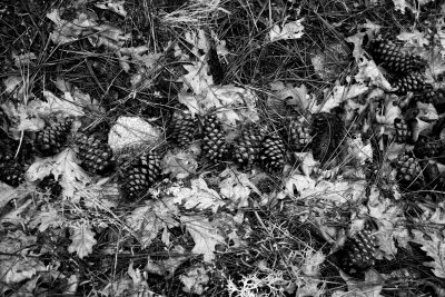 Pine cones 