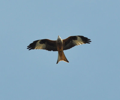 Rd glada (Milvus milvus)