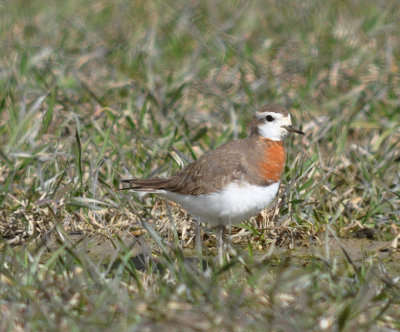 Kaspisk pipare (Charadrius asiaticus)  Mrk  Sdermanland