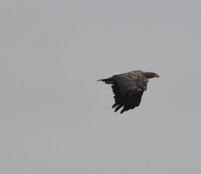 Havsrn (Haliaeetus albicilla)
